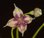 Arkansas bedstraw